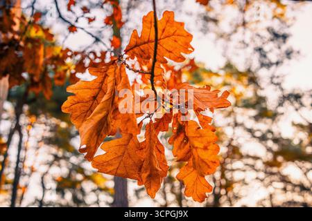 Herbstliches Laub noch am Baum Stockfoto