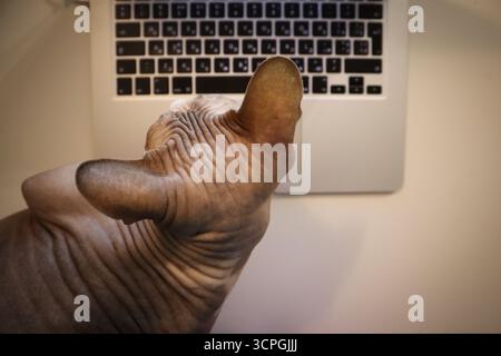 Sphynx-Katze, die einen Laptop von oben betrachtet. Eine Nahaufnahme einer haarlosen Sphinx-Katze, die mit einem scharfen Ohr auf eine Laptop-Tastatur blickt Stockfoto