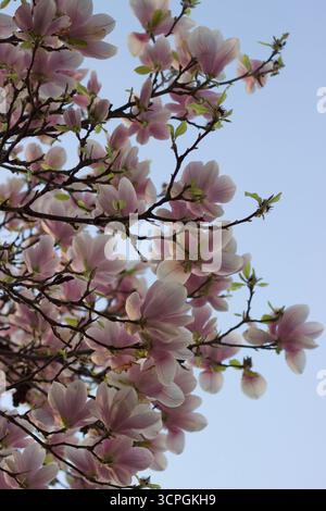 Rosa Magnolienblüten blühen bei hellem Tageslicht. Hochwertige Fotos Stockfoto
