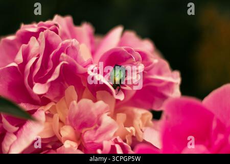 Käfer-Rosenscheuer auf einer rosa Pfingstrosenblüte im Sommergarten. Hochwertige Fotos Stockfoto