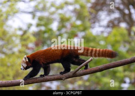 Roter Panda (Ailurus fulgens) - Gefangener Tier Stockfoto