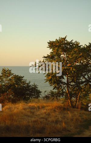 Einsamer Baum in der Nähe der Küste mit sanfter Abendsonne. Hochwertige Fotos Stockfoto