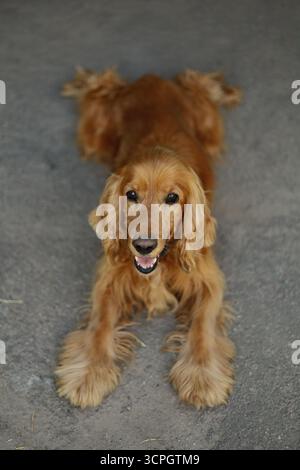 Glücklicher Cocker Spaniel Hund, der in die Kamera schaut. Hochwertige Fotos Stockfoto