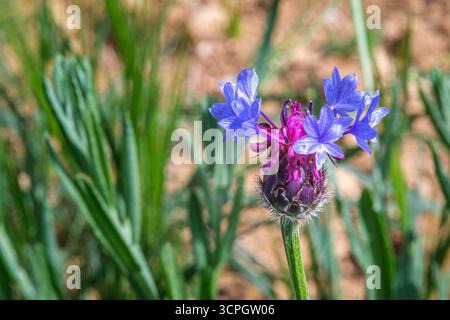 Nahaufnahme der blauen Knabberblüte vor verschwommenem Gartenhintergrund. Centaurea triumfettii. Wilde Pflanzen, die im Sommer geschossen wurden. Selektiver Fokus Stockfoto