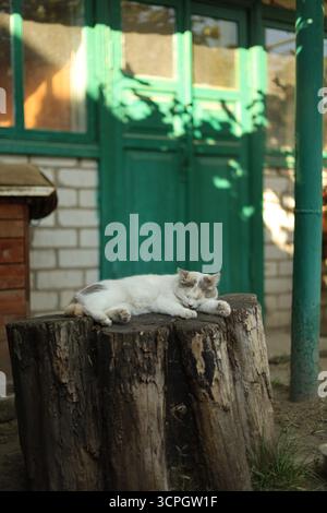 Weiße Katze, die entspannt auf einem Holzstumpf in der Nähe des grünen Tors liegt. Hochwertige Fotos Stockfoto