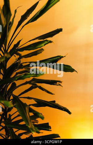 Grüne Blätter einer Zimmerpflanze vor einem goldenen warmen Hintergrund, die natürliche Frische mit gemütlichem Innenstil verbindet. Hochwertige Fotos Stockfoto