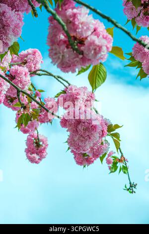 Ein lebendiges Schauspiel rosafarbener Kirschblüten vor einem klaren blauen Himmel. Die Blumen blühen in voller Blüte und schaffen eine schöne und zarte Szene. Stockfoto