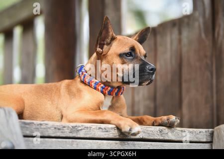 Brauner Mischhund mit buntem Paracord-Kragen vor hölzernem Hintergrund Stockfoto