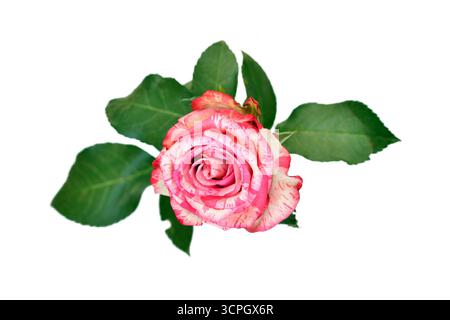 Blick von oben auf eine einzelne Pink Splash Rose mit weißen Blüten und rosa Flecken auf weißem Hintergrund Stockfoto