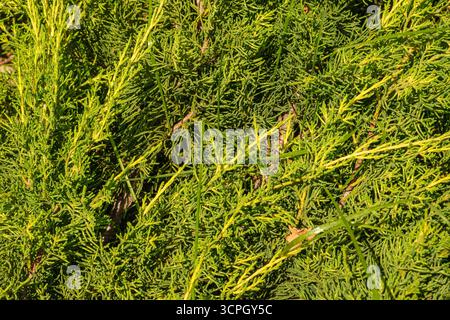 Das Bild zeigt eine Nahaufnahme des leuchtenden grünen Blattes, das die komplizierte Textur der Blätter einfängt. Ideal für Naturprojekte oder Botanik Stockfoto