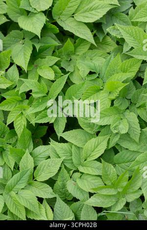 Eine Nahaufnahme des Pflanzengrundältesten, Aegopodium podagraria Stockfoto
