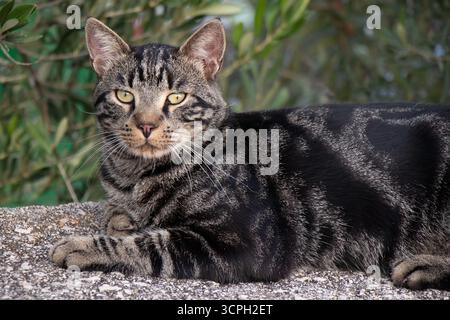 Porträt einer grauen, tabby-Katze mit klassischem Muster im Freien mit hellorangefarbener Schnauze und weißen Barthaaren, die auf der Gartenwand in Mediterran liegt Stockfoto