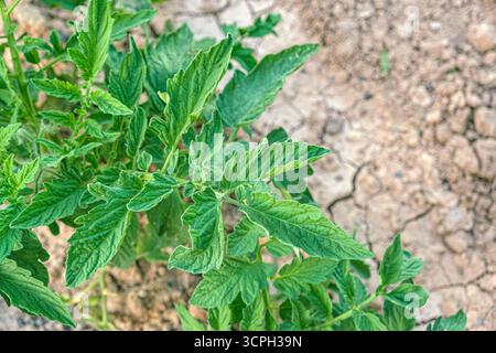 Nahaufnahme von Tomatenpflanzen-Blättern. Detailreiches Foto mit Gartenmotiv. Solanum lycopersicum. Selektiver Fokus. Stockfoto