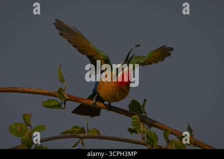 Bienenfresser mit weißer Front, die Flügel ausbreiten, um Fliege zu fangen Stockfoto