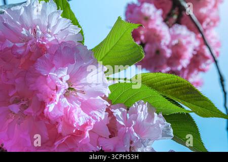 Kirschblüte mit sattgrünen Blättern vor klarem blauem Himmel. Die Schönheit der zarten Blumen einfangen. Selektiver Fokus. Stockfoto