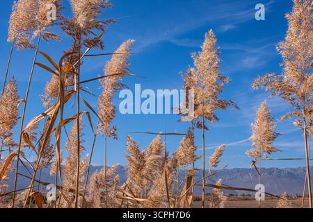 Feld der Größe. Gefiederte Schilfe, die sich im Wind vor dem Hintergrund eines klaren blauen Himmels und fernen Bergen bewegen. Schilfbett mit Schwerpunkt auf flauschigem Bett. Stockfoto