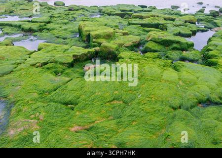 Ein malerischer Blick auf die Küstenfelsen, die bei Ebbe in northumberland uk mit leuchtend grünen Algen bedeckt sind Stockfoto