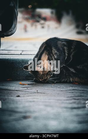 Ein Nahaufnahme, stimmungsvolles Foto einer tabby Straßenkatze, die Essensreste von einem Bürgersteig der Stadt isst. Das Bild wird mit einem kühlen, filmischen Farbgrad behandelt Stockfoto