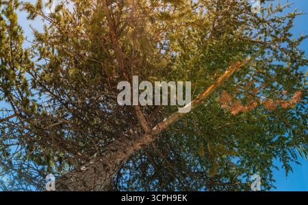 Blick auf den Kiefernbaum von unten auf einen klaren blauen Himmel. Eine lebendige Aufwärtsperspektive einer hohen Kiefer mit Sonnenlicht, die gegen einen br Stockfoto