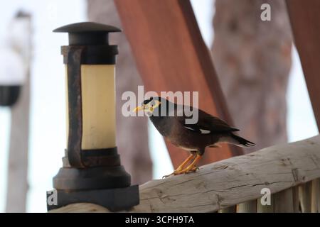 Fauna der Seychellen: Aus nächster Nähe mit einer neugierigen Myna Stockfoto