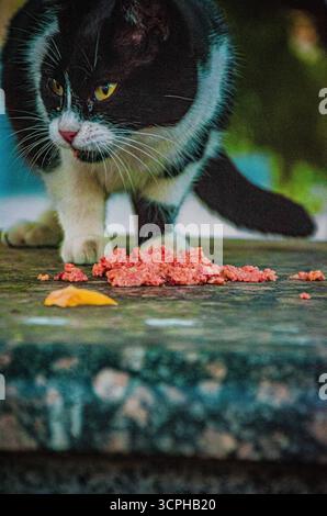 Eine offene Nahaufnahme, die sich auf eine schwarz-weiße Katze konzentriert, während sie eine Mahlzeit mit nassem Futter von einem Steinvorsprung isst. Hochwertige Fotos Stockfoto