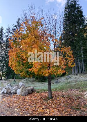 Einsamer, farbenfroher Baum in der Nähe des Pragser Sees. Bunte Herbstblätter auf dem Boden. Pragser Wildsee, Prager See oder Pragser Pragser See in den Dolomiten. Stockfoto