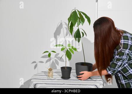 Ein Mädchen mit langen Schokoladenhaaren neigt sich leicht, um eine große Avocadopflanze in einen Topf auf eine hell gestreifte Tischdecke zu stellen. Eine kleine gekeimte Avocado Stockfoto