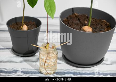 Zwei Avocadopflanzen in verschiedenen Töpfen stehen auf einem Tisch. Vorne zeigt eine kleine gekeimte Avocado in einem Glas ihre Wurzeln in Wasser, das von Zahnstochern gehalten wird. Stockfoto