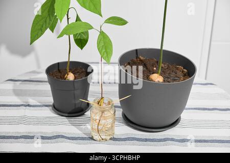 Zwei Topf-Avocadopflanzen und eine kleine gekeimte Avocado in einem Glas mit sichtbaren Wurzeln auf einem hellen Tisch. Ein etwas breiterer Blick zeigt das gemütliche Zuhause Stockfoto