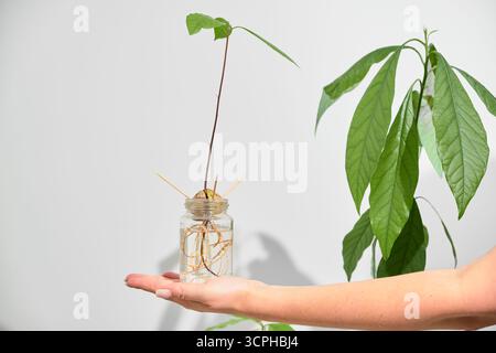 Ein kleines Gefäß mit einer gekeimten Avocado sitzt auf der Hand einer Frau. Im Hintergrund runden eine große Avocadopflanze und eine weiße Wand die gemütliche Innengardeni ab Stockfoto