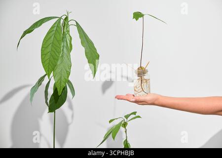 Eine Frau hält eine kleine gekeimte Avocado in einem Glas. Im Hintergrund sind sowohl mittlere als auch große Avocadopflanzen auf dem Tisch sichtbar, was eine gemütliche Art schafft Stockfoto