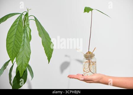 Eine kleine gekeimte Avocado in einem Glas sitzt auf der Palme einer Frau. Daneben befindet sich eine große Topf-Avocadopflanze mit ihrer Spitze und den großen Blättern, die vollständig sichtbar sind. Weiß Stockfoto