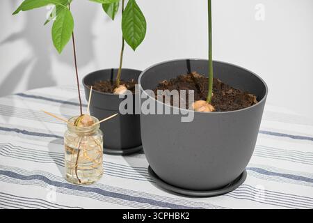 Zwei Avocadopflanzen in Töpfen zeigen ihre Stämme deutlich auf einem hellen Tisch. Davor befindet sich eine kleine gekeimte Avocado in einem Glas mit sichtbaren Wurzeln. Wh Stockfoto