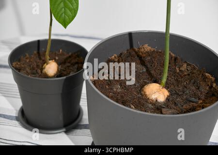 Zwei Avocadopflanzen in Töpfen auf einem hellen Tisch, die sich auf den Boden und die Gruben konzentrieren, aus denen ihre Stämme wachsen. Gemütliche Gartenszene im Innenbereich mit Stockfoto