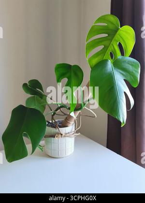 Monstera deliciosa Pflanze in einem Topf auf weißer Arbeitsplatte Stockfoto