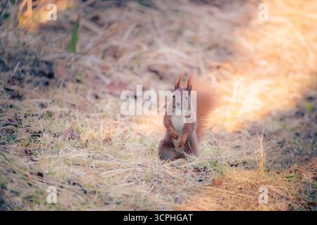 Eichhörnchen in trockenem Gras Stockfoto