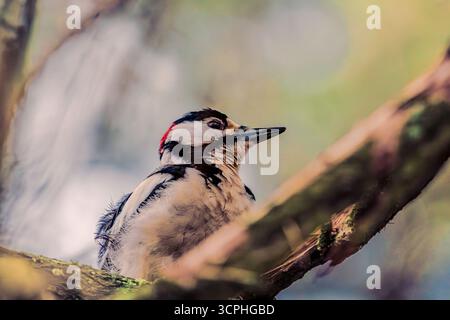 Toller Spotted Woodspecht im Baum Stockfoto