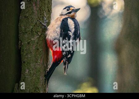 Toller Spotted Woodspecht im Baum Stockfoto