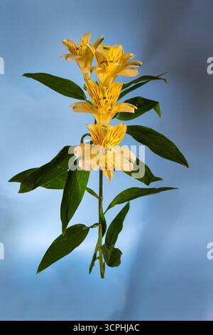 Schöne gelbe peruanische Lilie oder Alstroemeria auf blauem Hintergrund, Nahaufnahme Stockfoto