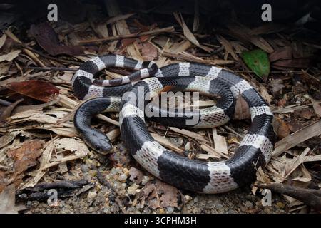 Malayan Krait, oder Blue Krait im Waldboden, auf toten Blättern. Das Gift des malayischen Krait ist hochgradig neurotoxisch. Stockfoto