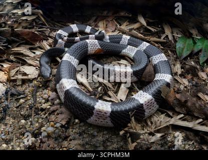 Malayan Krait, oder Blue Krait im Waldboden, auf toten Blättern. Das Gift des malayischen Krait ist hochgradig neurotoxisch. Stockfoto