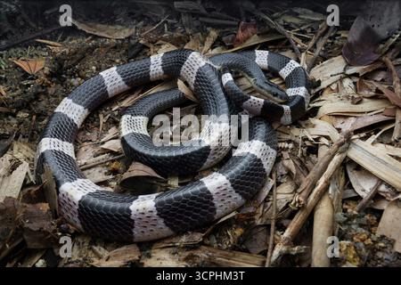 Malayan Krait, oder Blue Krait im Waldboden, auf toten Blättern. Das Gift des malayischen Krait ist hochgradig neurotoxisch. Stockfoto