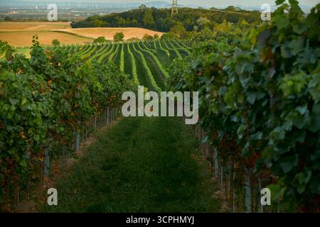 Horizontale Ansicht der Weinbaureihen, das Weizenfeld wurde bereits in der Ferne geerntet. Unter den Rebstöcken steht ein kleiner, leuchtend orangener Hirsch, der die Rebstöcke verstärkt Stockfoto