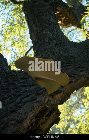 Riesige, beige Buchenpilze, die aus einem großen Baumstamm in natürlicher Waldumgebung sprießen. Rustikale Waldatmosphäre mit Texturen, Mustern und einem Stockfoto