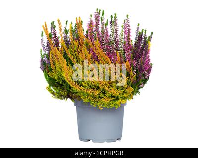 Heather isoliert auf weißem Hintergrund Stockfoto