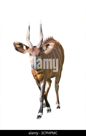 Bergbongo isoliert auf weißem Hintergrund Stockfoto