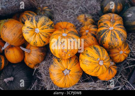 Nahaufnahme und Blick von oben auf einen üppigen Haufen biologisch angebauter, leuchtend orange und gestreifter Kürbisse auf einem Bett aus trockenem Heu. Symbol eines Stockfoto