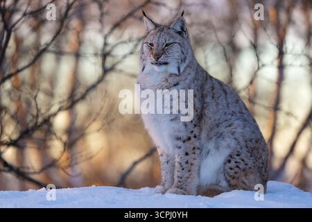 Lynx sitzt im Snowy Forest Stockfoto