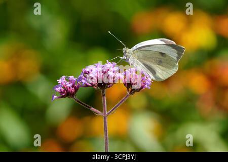 Weiblicher großer weißer Schmetterling - Pieris brassicae besucht Purpletop Eisenkraut - Verbena bonariensis. Stockfoto