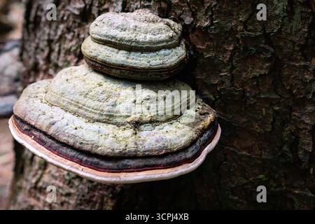 Nahaufnahme eines großen polyporen Pilzes, der an Baumrinde befestigt ist, im Makrodetail des Waldes. Stockfoto